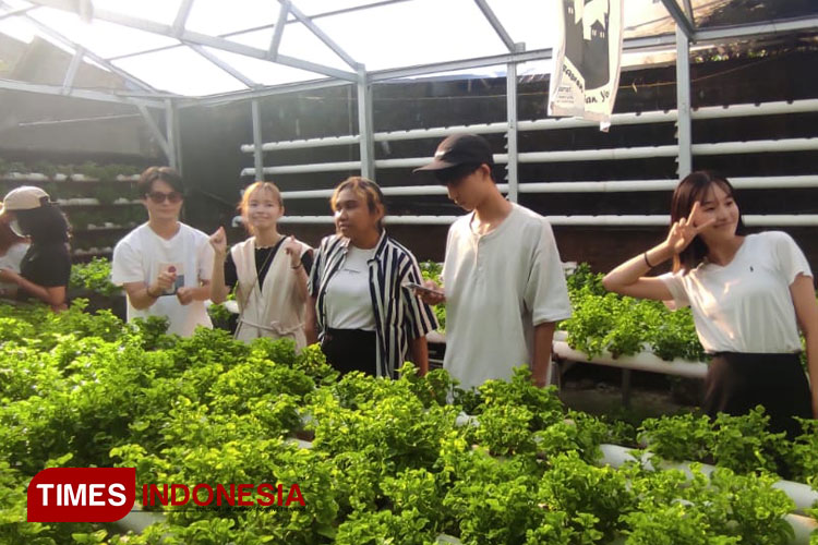 17 Mahasiswa Asing Latihan Berkebun Sayur Organik di Yogyakarta