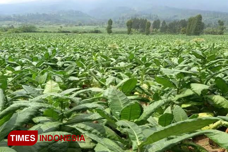 Area perkebunan tanaman tembakau di kawasan Temanggung, Jawa Tengah. (FOTO: Hermanto/TIMES Indonesia)