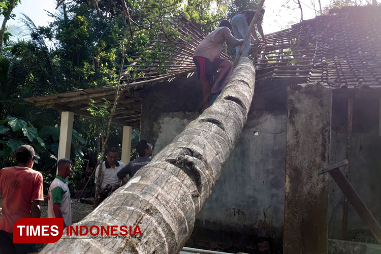 Bikin Iba, Rumah Warga Kabupaten Pacitan Hancur Tertimpa Pohon Kelapa