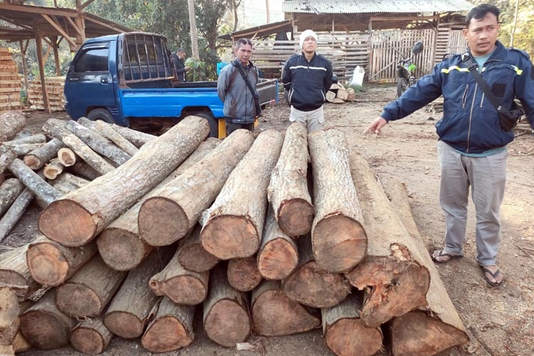 Polisi menunjukkan barang bukti berupa kayu hasil pembalakan liar Pohon Suren di Jabung. (FOTO: Humas Polres Malang)