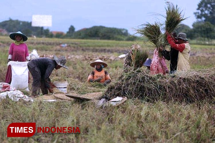 Petani Majalengka tengah memanen padi. (FOTO: dok TIMES Indonesia)