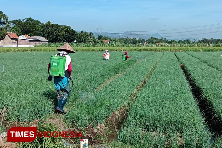 Ini Hasil Uji Laboratorium Pupuk Subsidi Phonska di Situbondo yang Diduga Palsu