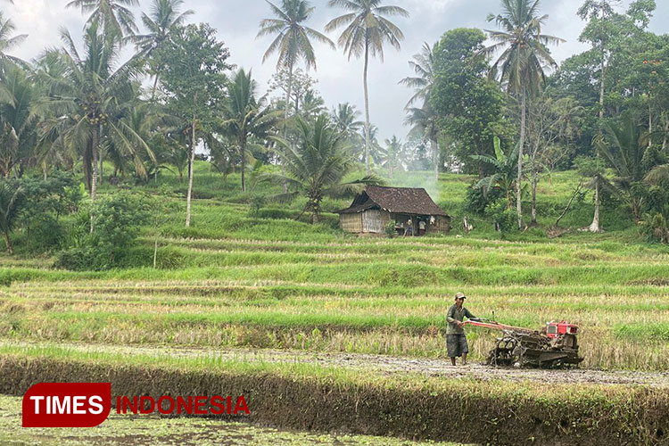 DPRD Sebut Petani Di Banyuwangi Masih Keluhkan Pupuk Subsidi - TIMES ...