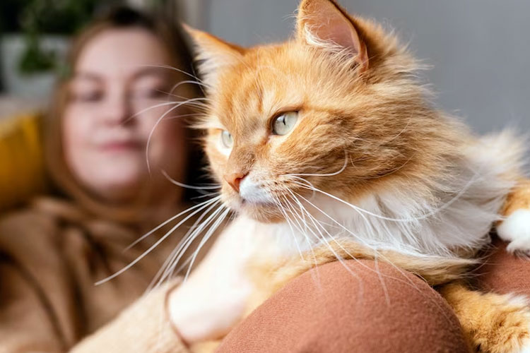 Ginger cat sitting with her owner. (Photo: Freepik)