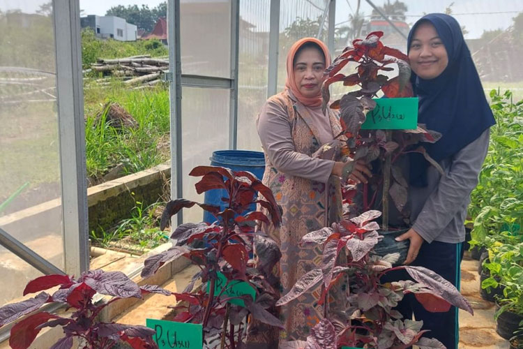 Dosen Agroteknologi Fakultas Pertanian Unisma Malang Kembangkan Teknologi POC dari 3 Urin Hewan Ternak