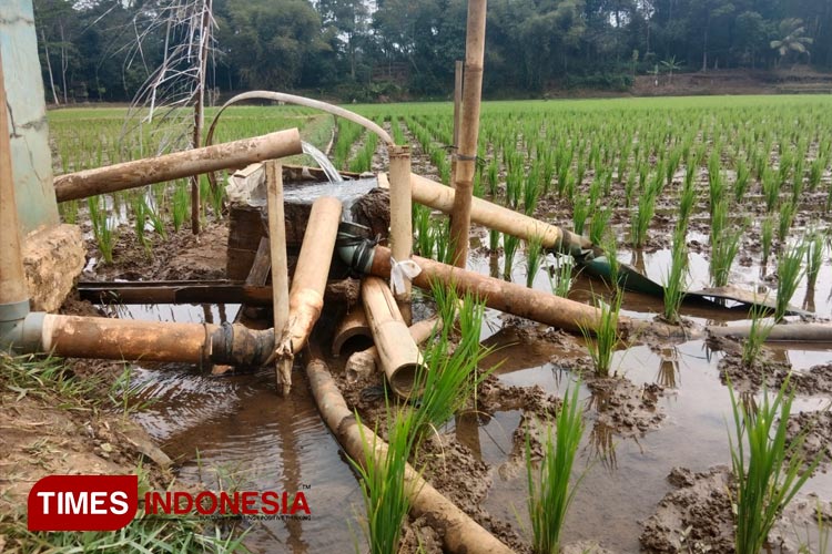 Air dari kincir ditampung di sebuah wadah untuk disalurkan ke beberapa sawah melalui beberapa pipa, Selasa (22/8/2023) petang. (FOTO: Harniwan Obech/TIMES Indonesia)