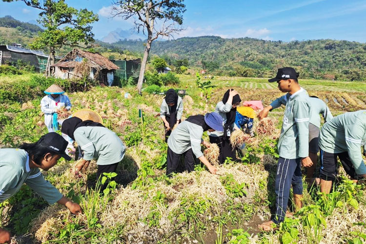 KSM&#45;T Unisma Malang Bantu Kelompok Tani Sajen Makmur Memanen Bawang Merah