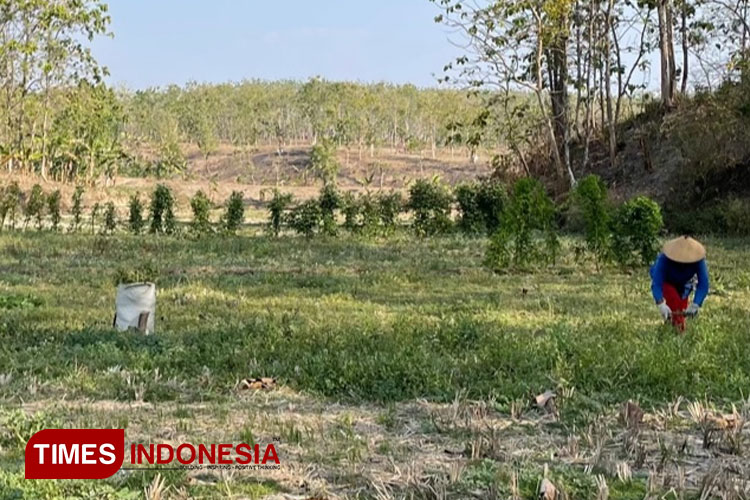 Kemarau panjang, petani di Ngawi tidak menanami lahan pertanian. (Foto: M.Miftakul/TIMES Indonesia)