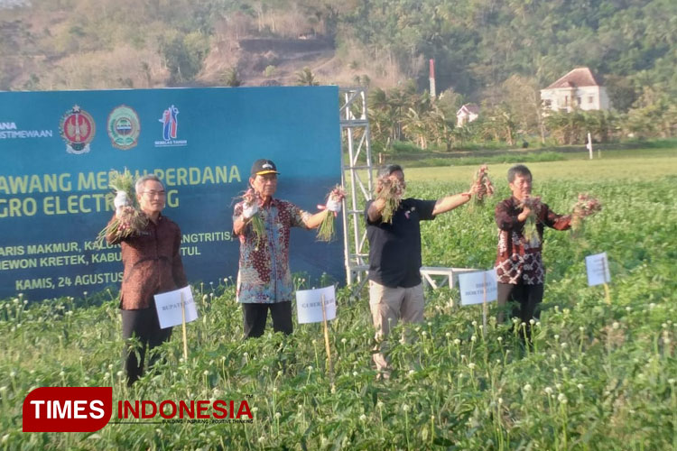 Gubernur didampingi Bupati Bantul dan Dirjen Holtikultura Kementerian Pertanian RI melakukan panen raya bawang merah. (Foto: Edis/ TIMES Indonesia)