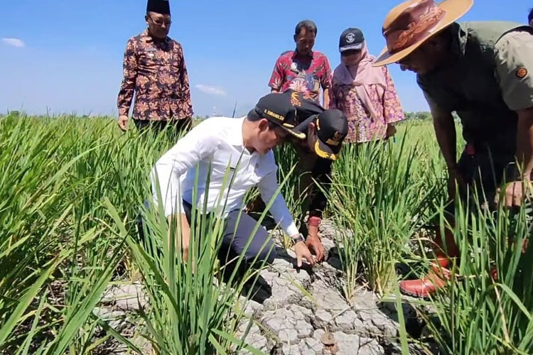 1000 Hektare Lahan Pertanian di Sidoarjo Terdampak Kekeringan