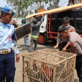 TNI-Polri Kembali Bubarkan Lokasi Judi Sabung Ayam di Singosari Malang