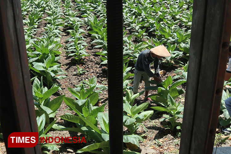 Petani tembakau saat memanfaatkan alternatif lahan waduk bercocok tanam tembakau di Desa Karangpakis, Kabuh, Jombang. Sabtu (26/8/2023). (FOTO: Bambang Cahyono/TIMES Indonesia)