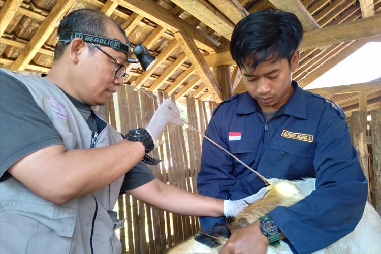 Unikama Berkontribusi dalam Pengembangan Peternakan Domba Kambing di Wagir Melalui Inovasi Teknologi