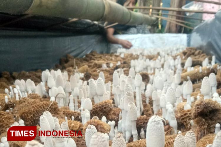 Peluang Cuan Milenial Di Banyuwangi Putar Haluan Budidaya Jamur