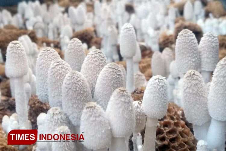 Peluang Cuan, Milenial di Banyuwangi Putar Haluan Budidaya Jamur Janggel