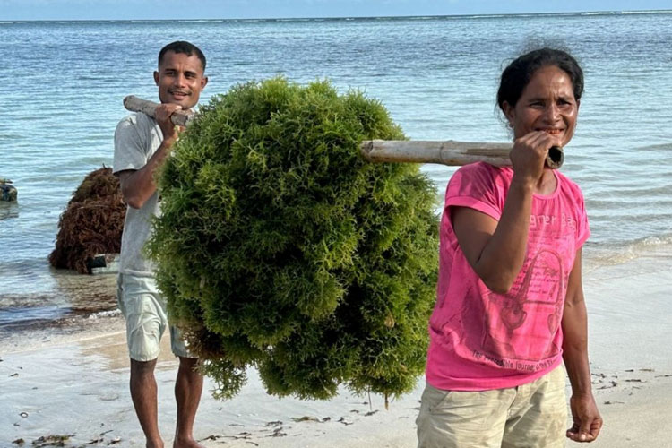 Budi-Daya-Rumput-Laut.jpg