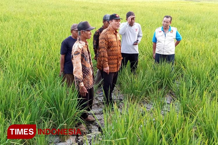 Terancam Gagal Panen Akibat Kekeringan, Bambang Haryo Asuransikan Lahan Pertanian di Sidoarjo