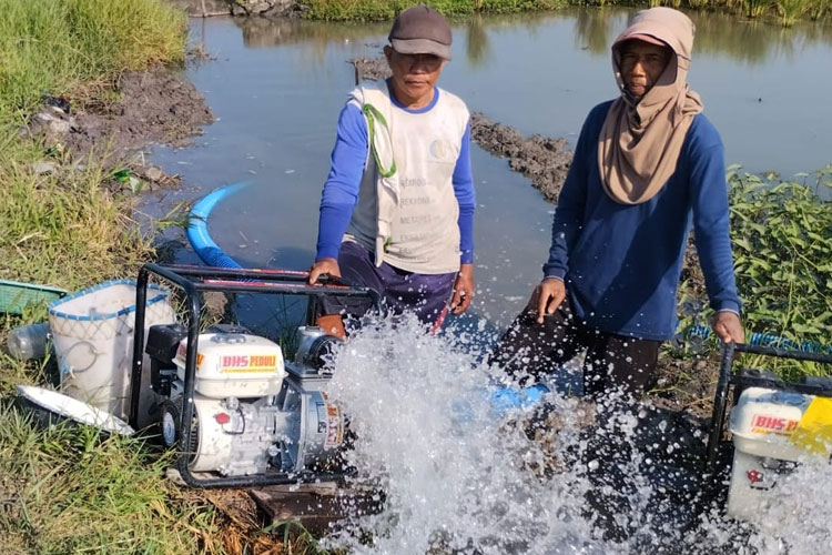 5 Hektare Lahan Pertanian di Tanggulangin Sidoarjo Selamat Dari Kekeringan dan Gagal Panen