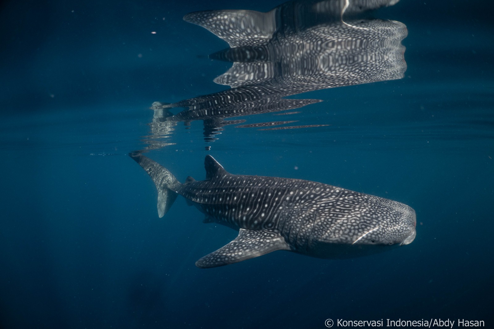 Ekonomi Biru berbasis Ekowisata Hiu Paus di Sumbawa Perlu Komitmen dan Dukungan