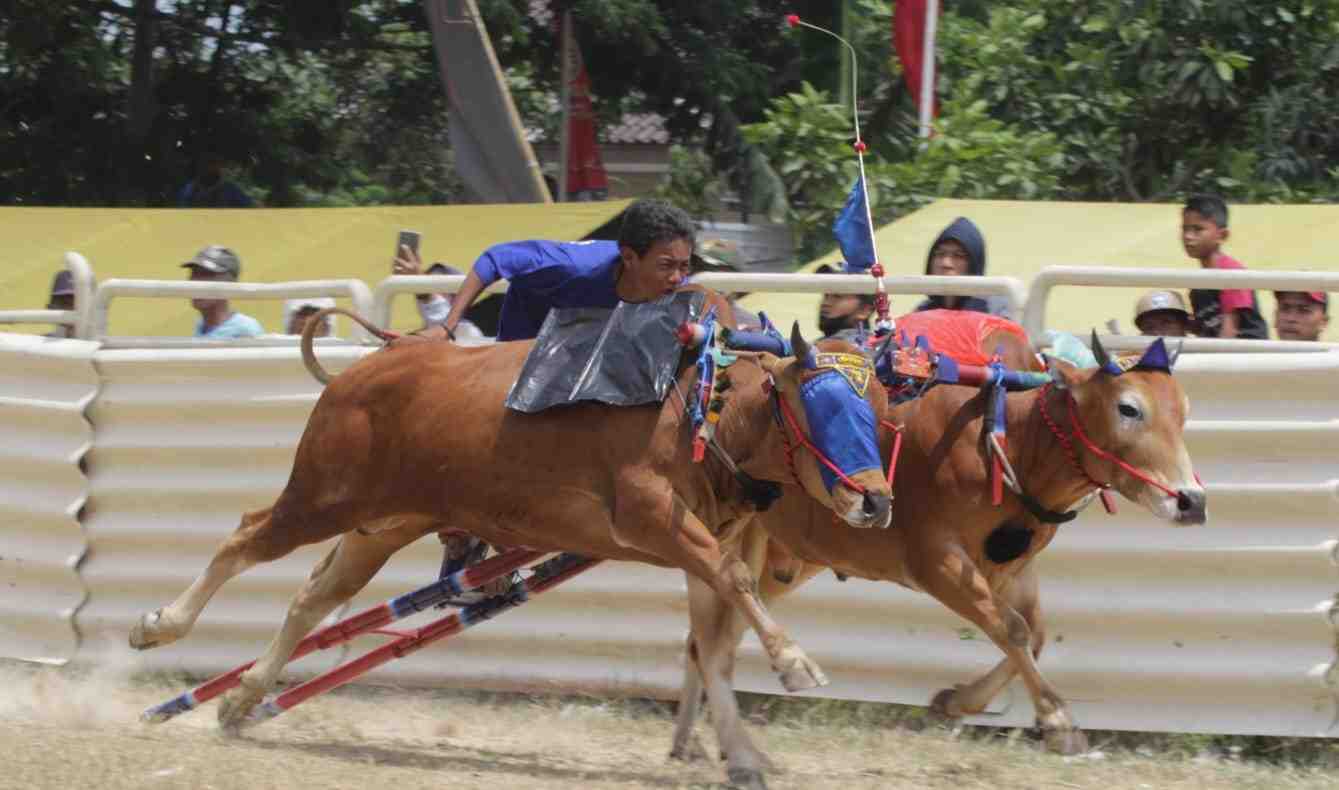 Salah satu peserta Karapan Sapi Piala Panglima TNI 2023 di Bangkalan. (Foto: Pendam V for TIMES INDONESIA)