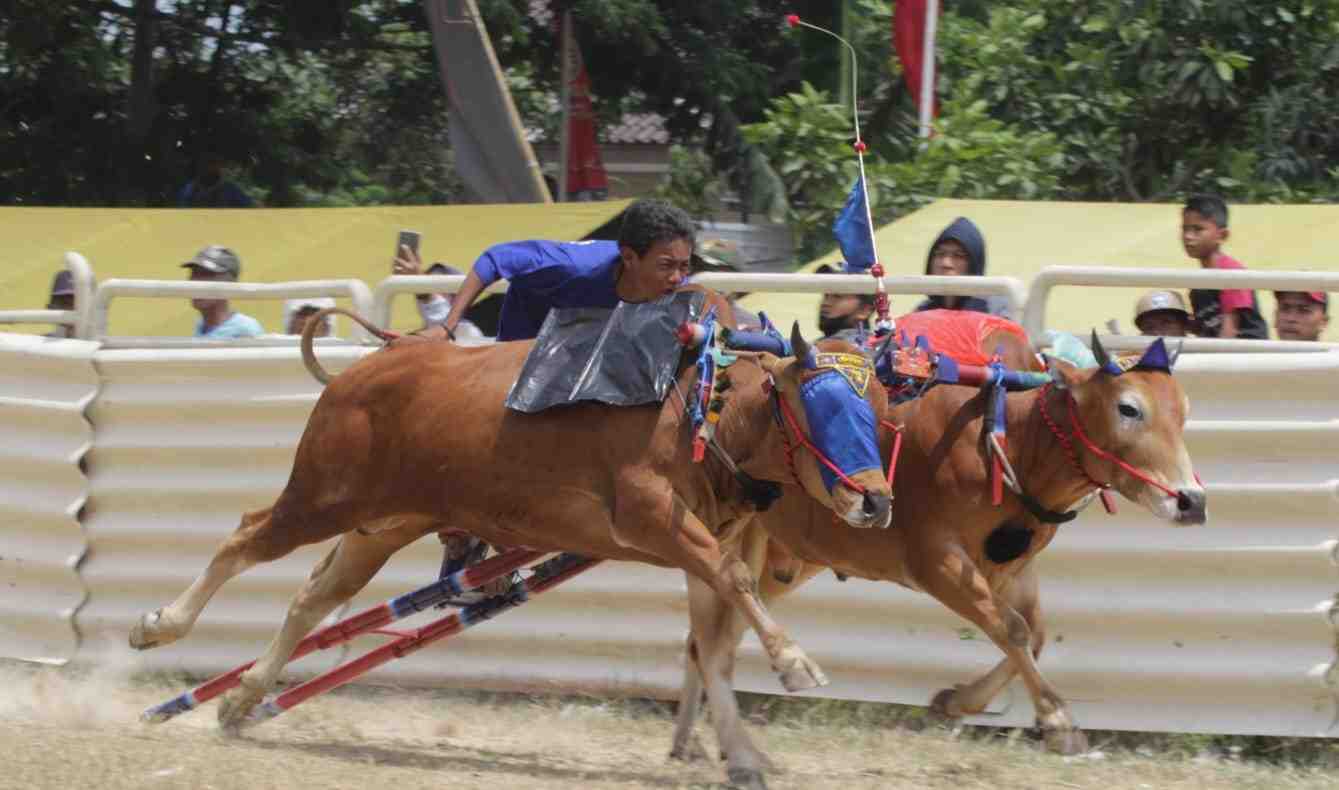 Karapan Sapi: Preserving Madurese Cultural Heritage Through Bull Racing ...