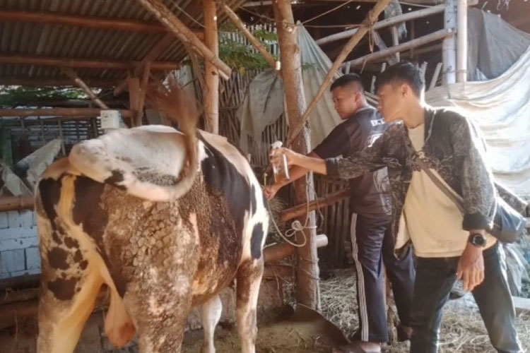 Tim PKM Unisma Malang saat mengaplikasikan spray aromatik ke hewan ternak. (FOTO: AJP TIMES Indonesia)