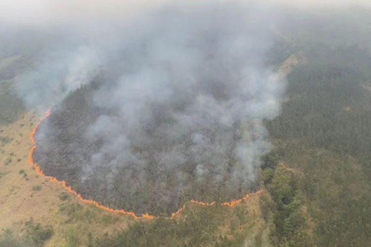 Kebakaran Di Gunung Arjuno-Welirang Meluas Hingga Wilayah Mojokerto ...