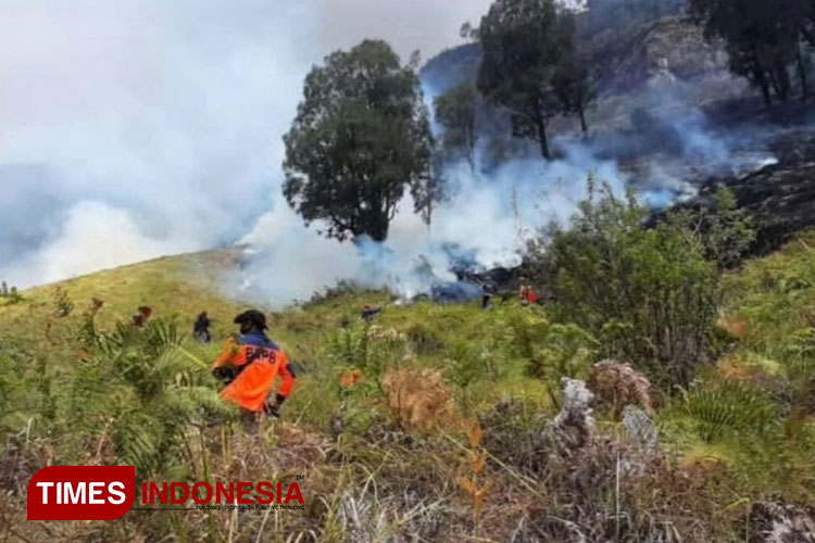 Hutan Dan Savana Gunung Bromo Terbakar, Bagaimana Nasib Flora Dan Fauna ...