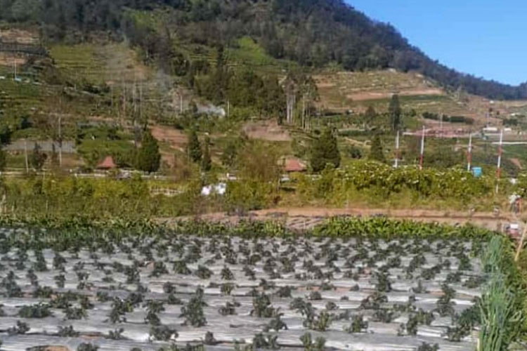 Tanaman kentang yang terancam gagal panen akibat embus es atau Frost di Dataran Tinggi Dieng Banjarnegara Jawa Tengah. (Foto: Dok Slamet Budiono)