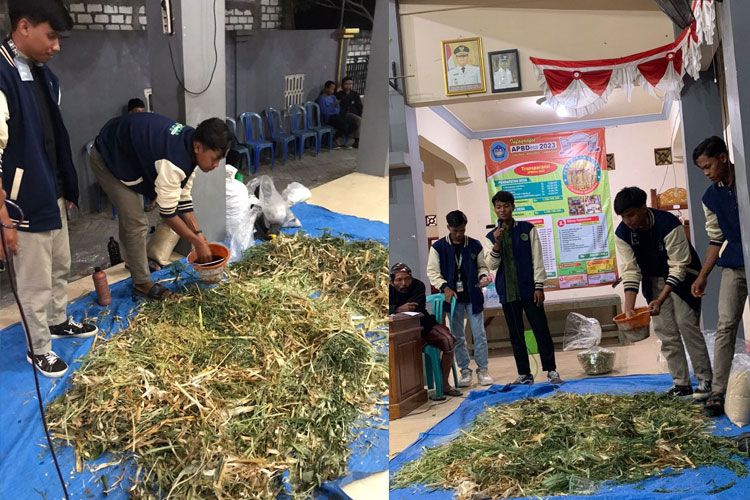 Integrasikan Sektor Peternakan dan Pertanian, Mahasiswa KKN Unisla Desa Siwuran Optimalkan Limbah Pertanian Menjadi Pakan Ternak