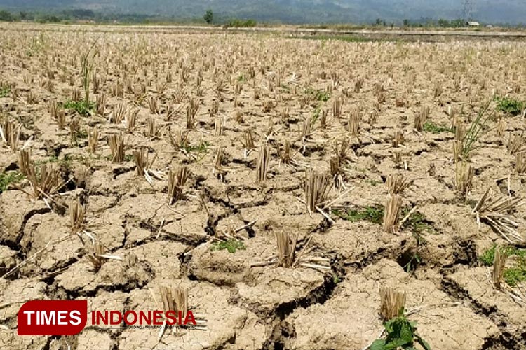 Salah satu persawahan di Desa Karanglewas, Jatilawang, Banyumas yang terdampak kekeringan. (FOTO : Sutrisno/TIMES Indonesia)