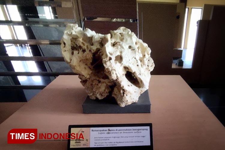 manusia-purba-3.jpg