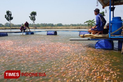 Fenomena El Nino Dan Upaya Kodim 0617 Majalengka Ciptakan Ketahanan ...