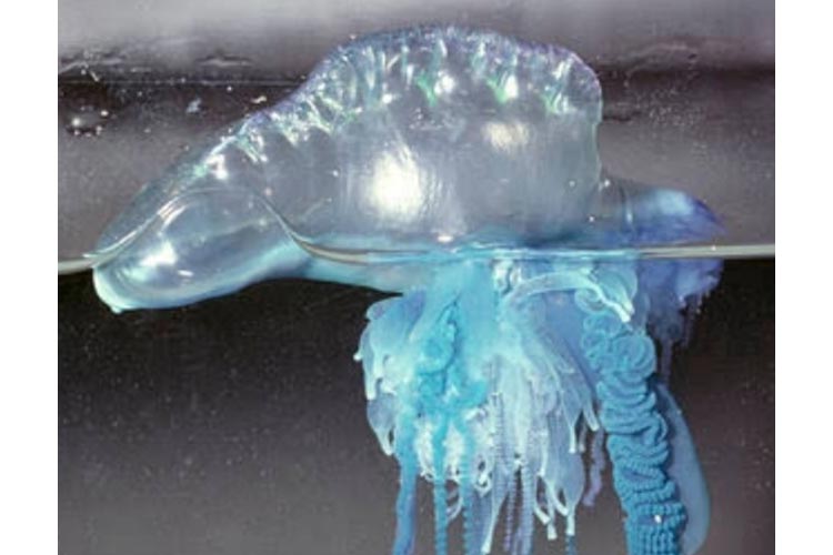 Blue Bottle Jellyfish Caught at Sanur Bali: Safety Tips for Tourists