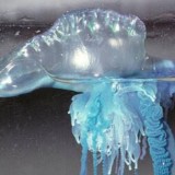 Blue Bottle Jellyfish Caught at Sanur Bali: Safety Tips for Tourists