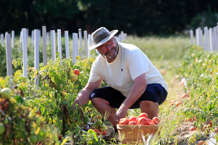 Ilustrasi: Pekerja memperlihatkan hasil panen tomat. (Foto: arrow_smith2/Freepik)