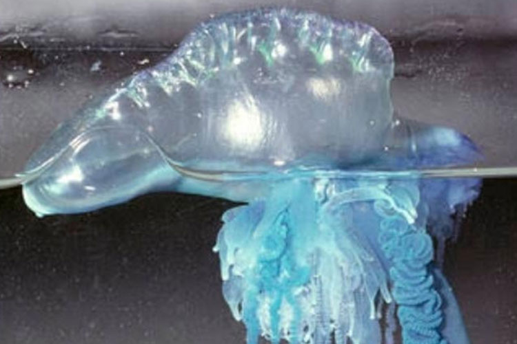 The beautiful look of blue bottle jellyfish. (Photo: Museums Victoria Collection)