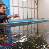 Learn How to Do Marine Conservation with Sustainable Fishery Village Banyuwangi
