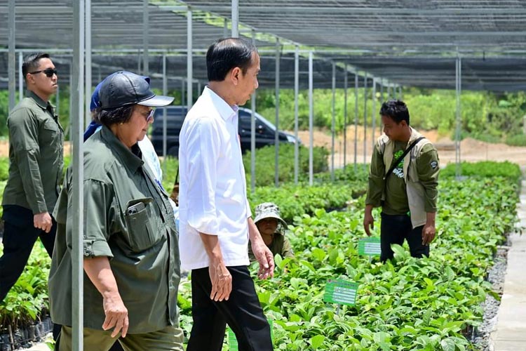 Presiden Joko Widodo meninjau Persemaian Mentawir yang berlokasi di Kabupaten Penajam Paser Utara, Provinsi Kalimantan Timur. (FOTO: BPMI)