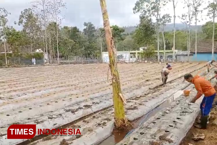 Proses penanaman bibit cabai milik Pondok Pesantren Nurud Dhalam Bondowoso (FOTO: Moh Bahri/TIMES Indonesia)