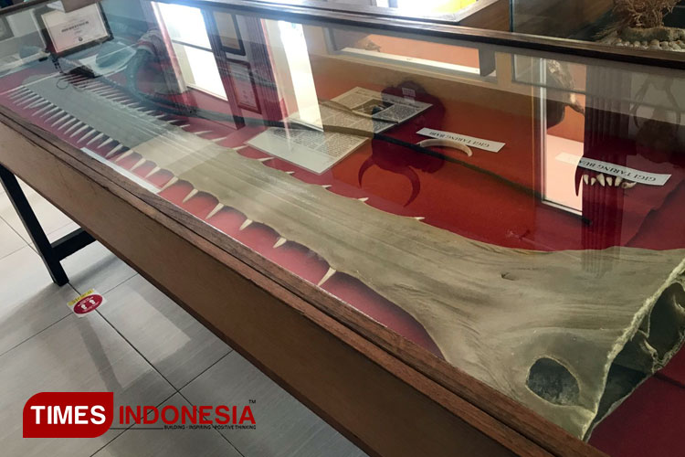 Moncong Ikan Gergaji menjadi salah satu koleksi unik Museum Zoologi Fr. M. Vianney, BHK. (FOTO: Rindiani Mayasari/TIMES Indonesia)