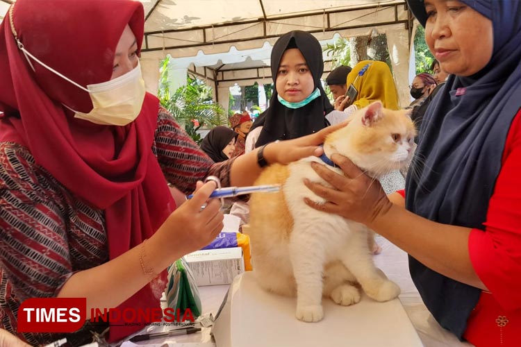 Pemberian dosis Vaksin Rabies pada hewan kesayangan kucing. (FOTO : Anggara Cahya /TIMES Indonesia)