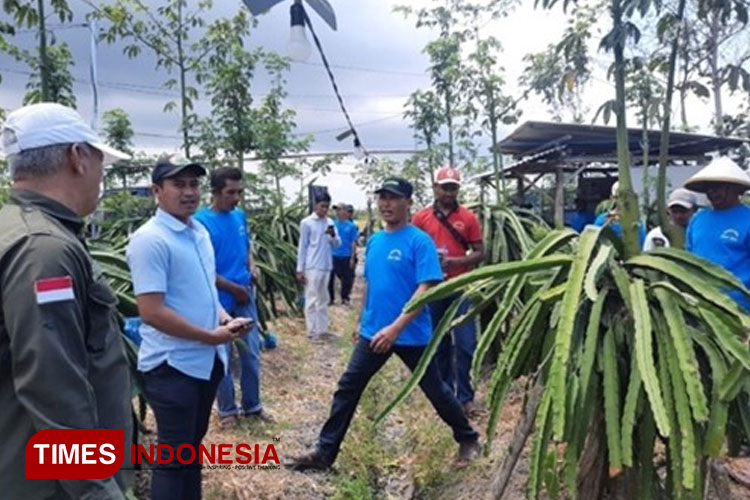 Polbangtan Malang-YDBA meningkatkan produktivitas buah naga di Banyuwangi melalui pelatihan (Foto: Polbangtan Malang for TIMES Indonesia)