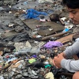 Ribuan Ikan Mati di Ternate, DLH: Dampak Pencemaran Limbah Organik