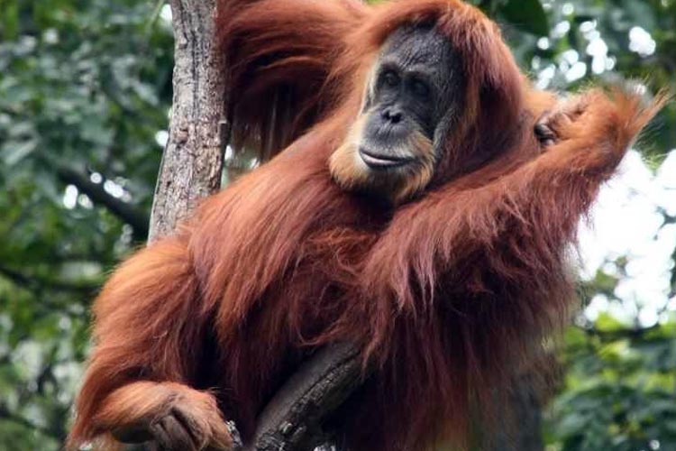 Orang-utan-kalimantan-2.jpg