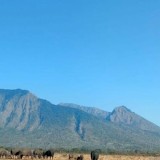 Kebakaran Hutan di Taman Nasional Baluran Meluas; Petugas Taman Nasional dan Relawan Bergerak ke Wilayah Barat Gunung