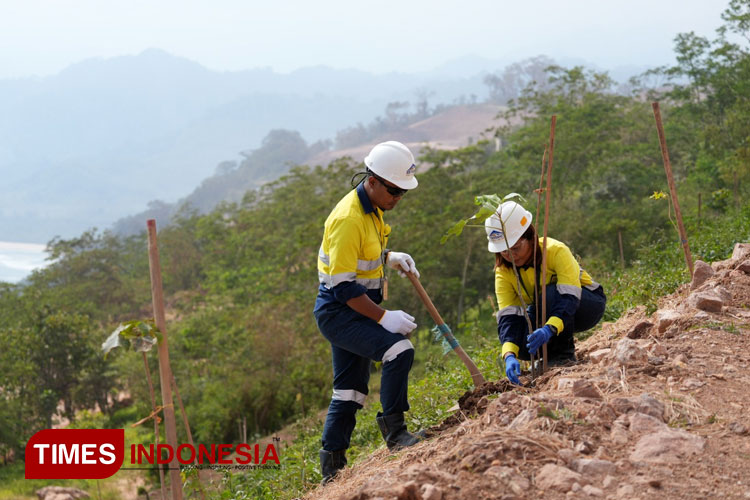 Karyawan operator tambang emas PT Bumi Suksesindo (PT BSI) sedang melakukan penanaman pohon atau reklamasi. (Foto: Syamsul Arifin/TIMES Indonesia)