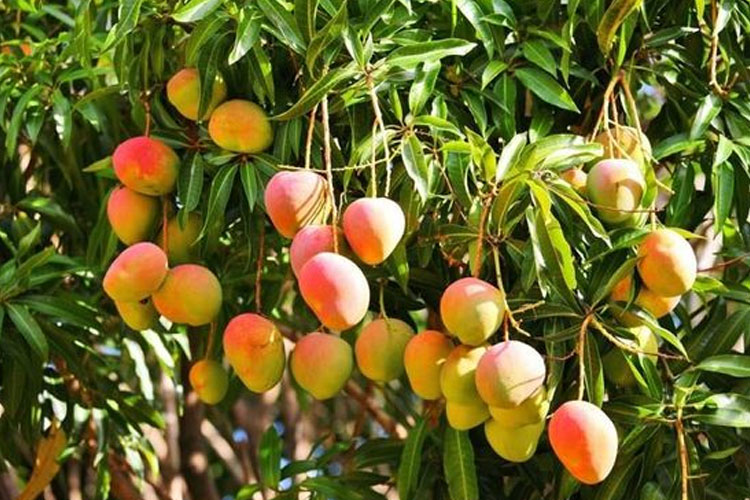 mangga-2.jpg