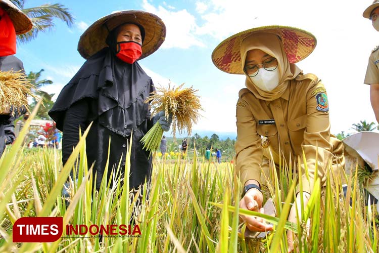 El Nino Melanda, Bupati Banyuwangi Intruksikan Antisipasi Gagal Panen