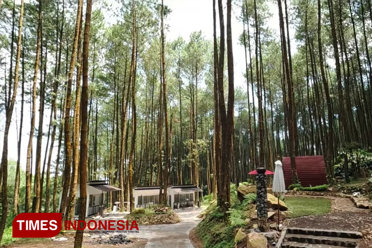 tengah-hutan-pinus-2.jpg